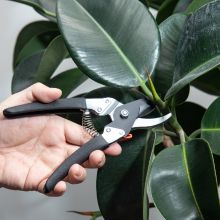 Pruning Indoor Plant