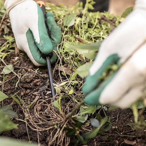 A person in gloves planting a plant  Description automatically generated